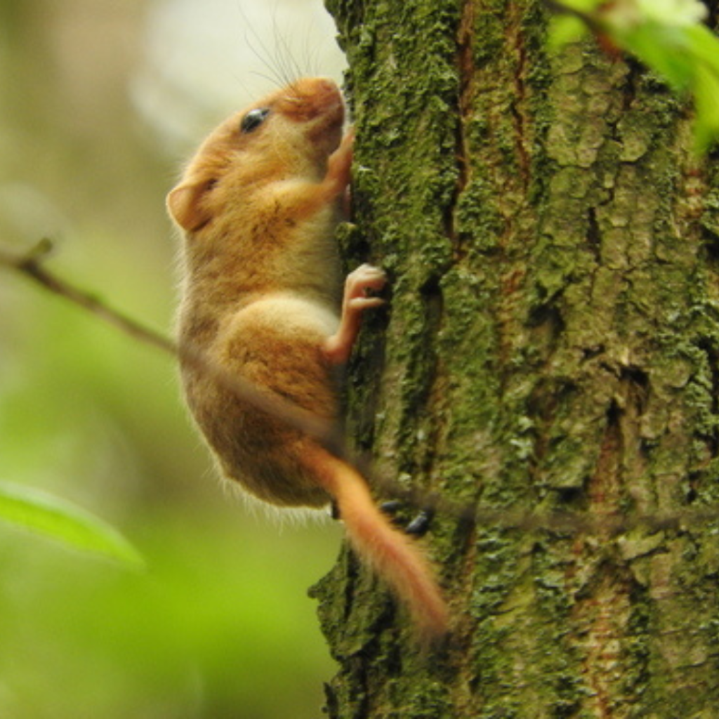 Balochistan Forest Dormouse