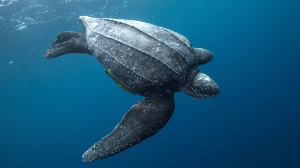 Leatherback Sea Turtle