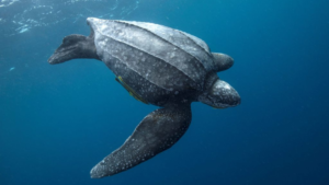Leatherback Sea Turtle