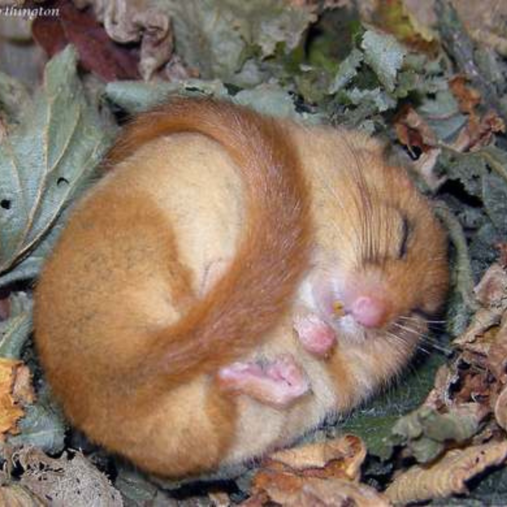 Balochistan Forest Dormouse
