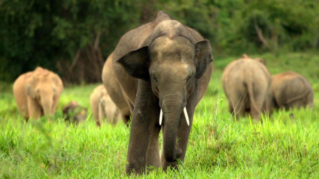 Asian Elephant