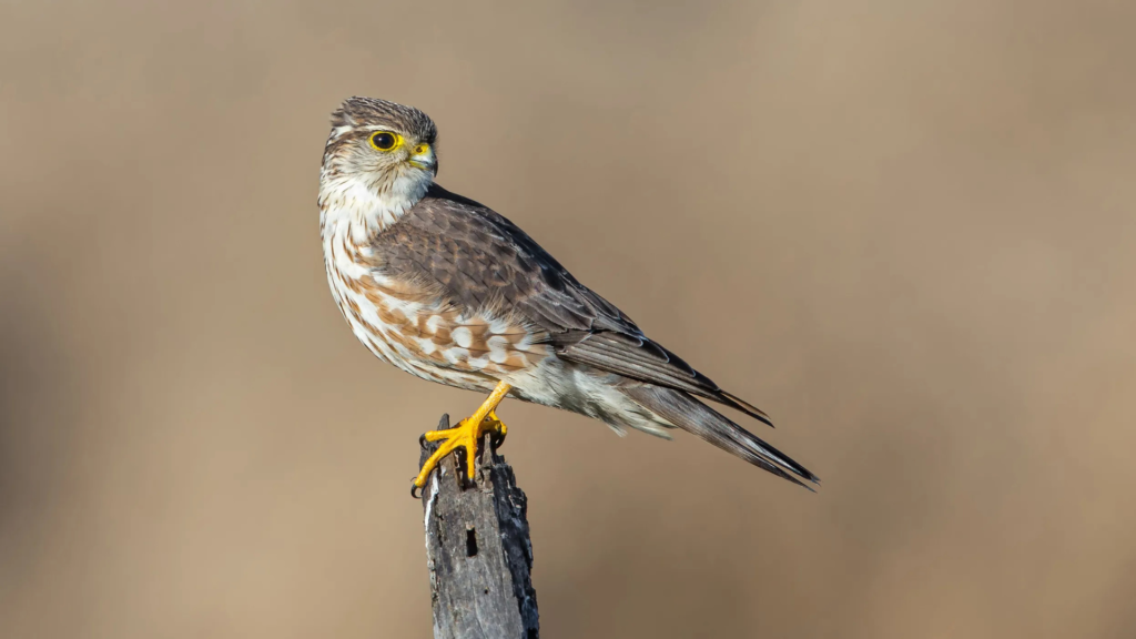 Merlin