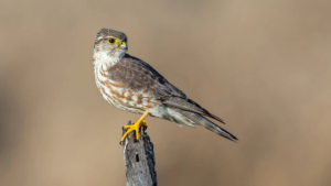 Merlin