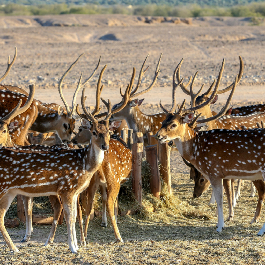 Axis Deer