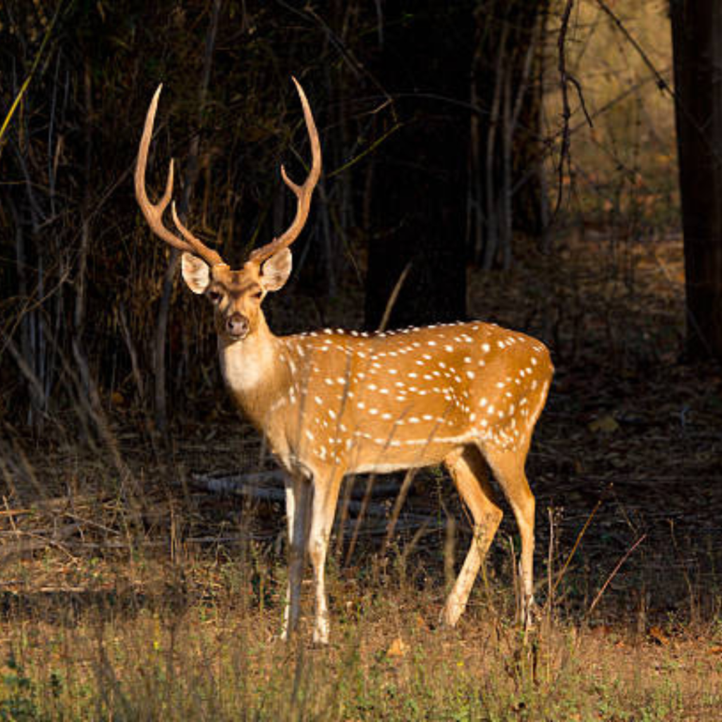 Axis Deer