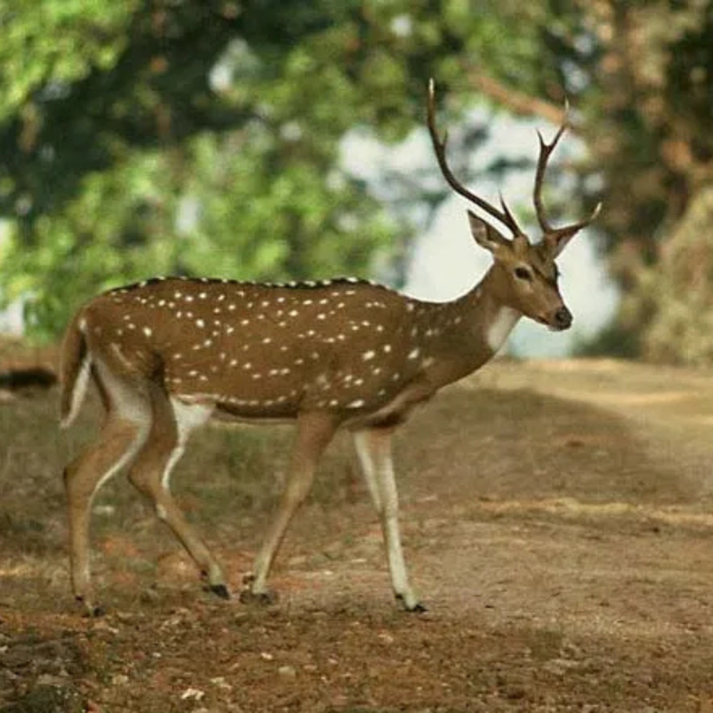 Axis Deer