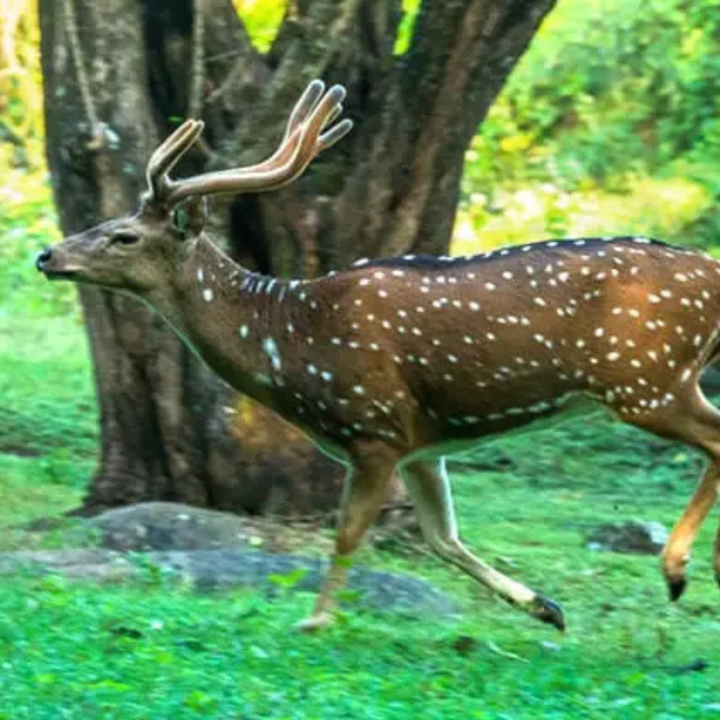 Axis Deer