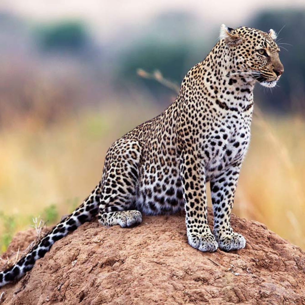 Persian Leopard