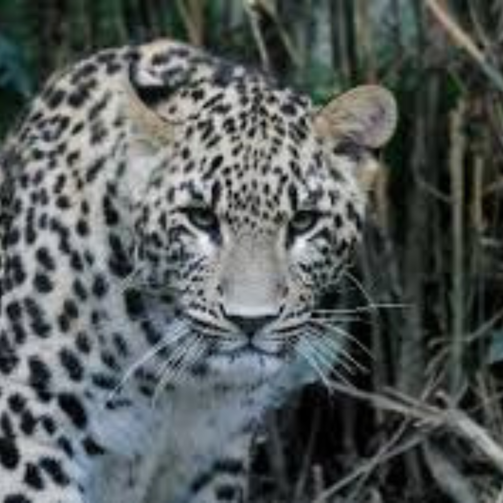 Persian Leopard