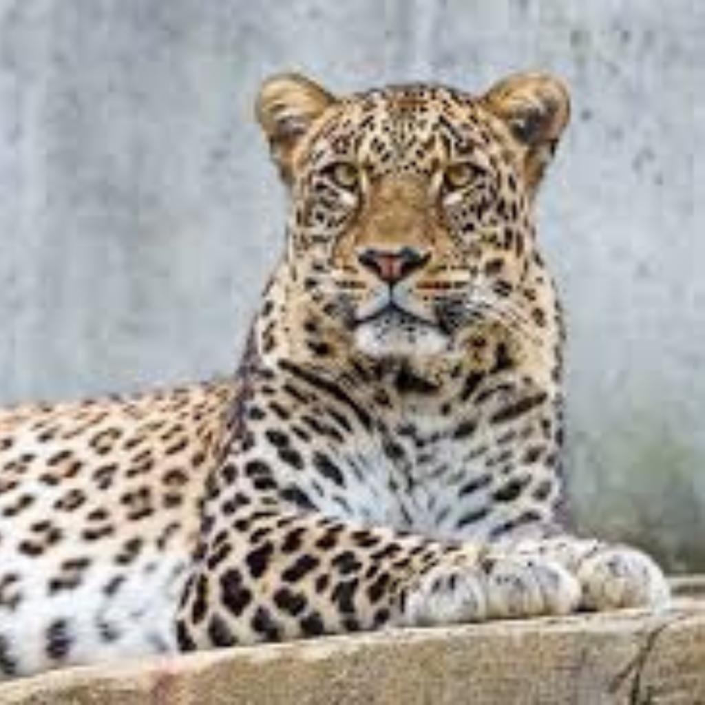 Persian Leopard