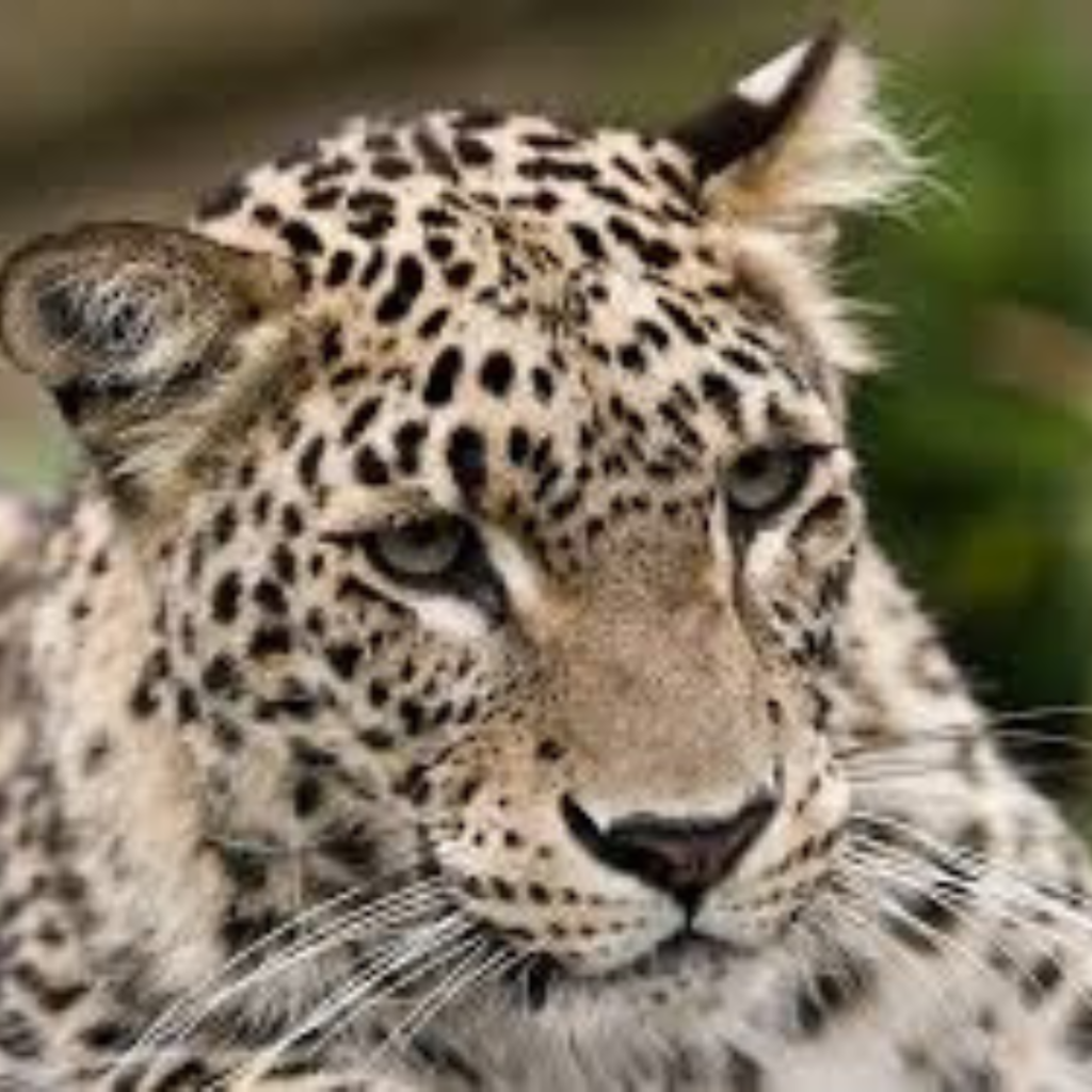 Persian Leopard
