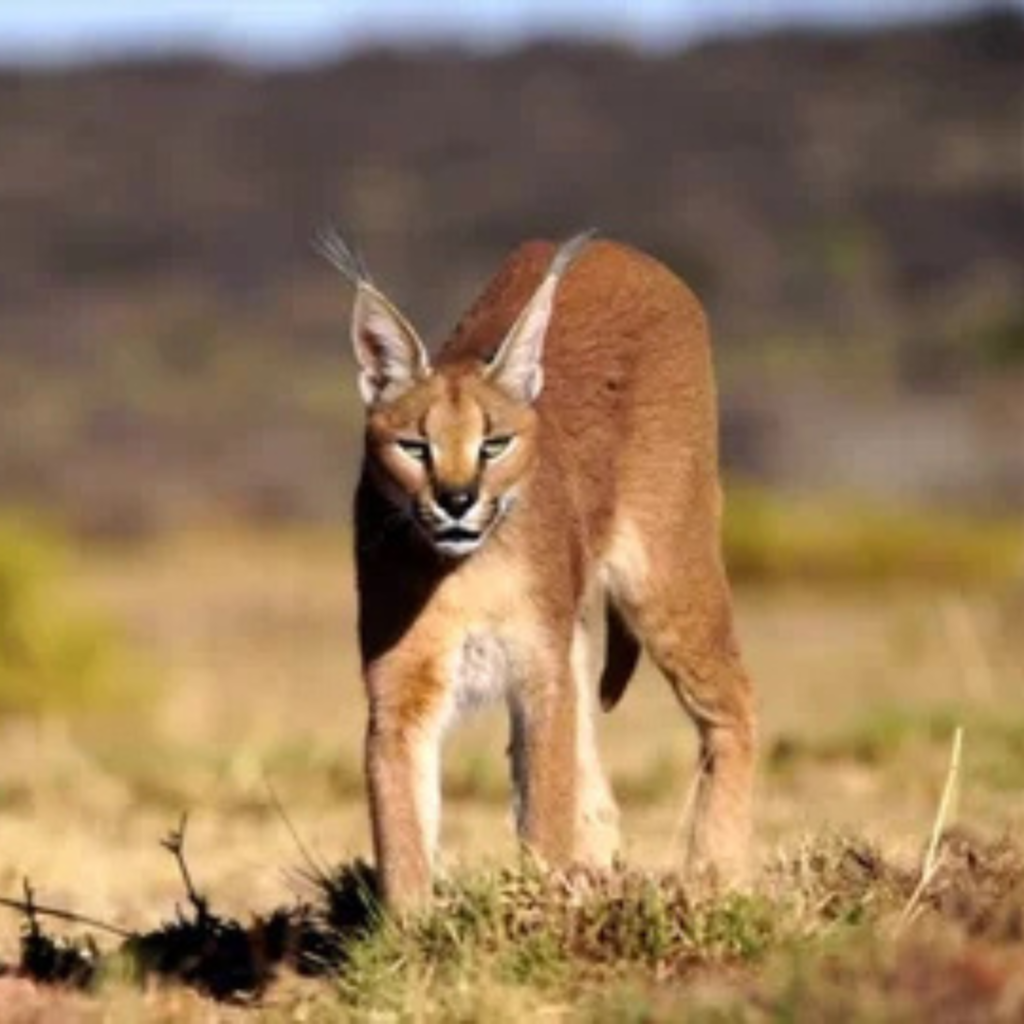 Caracal