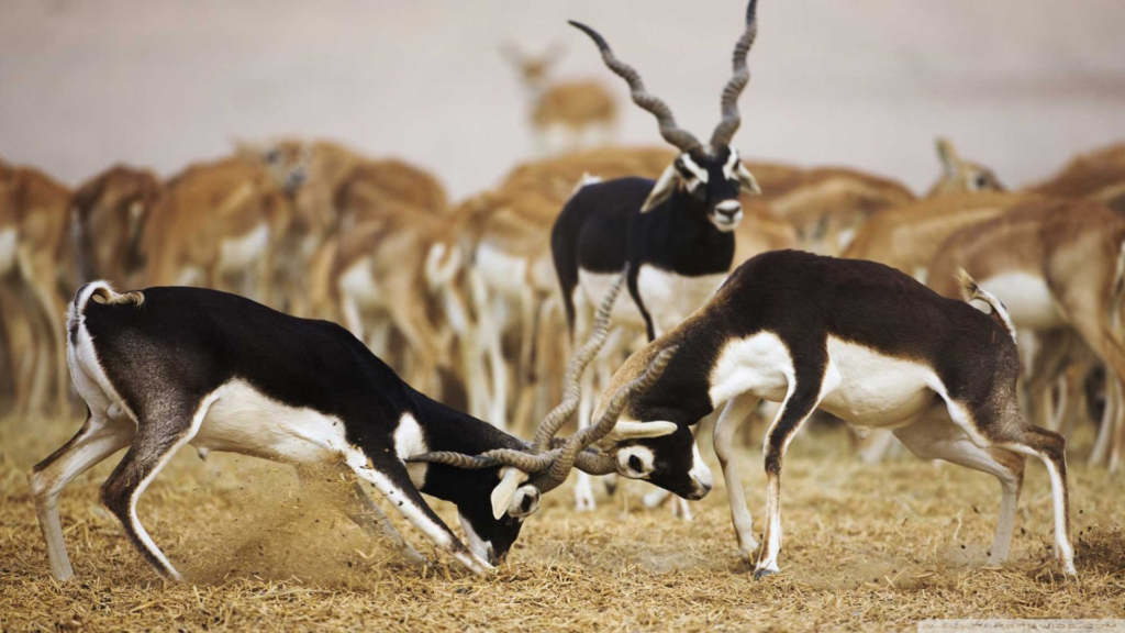 Blackbuck