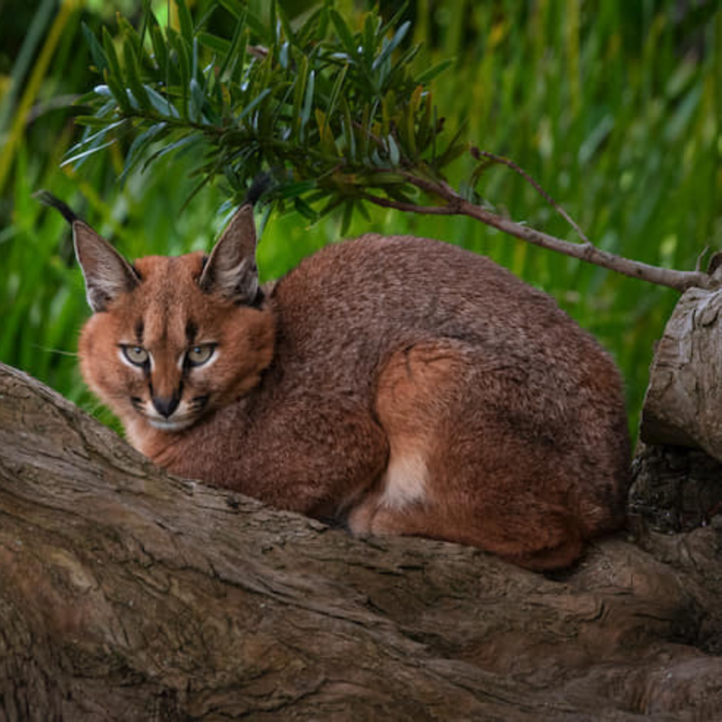 Caracal