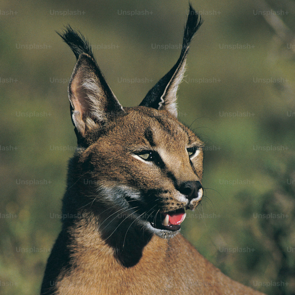 Caracal