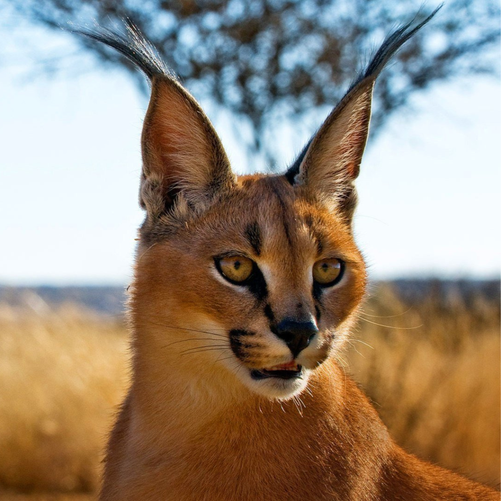 Caracal