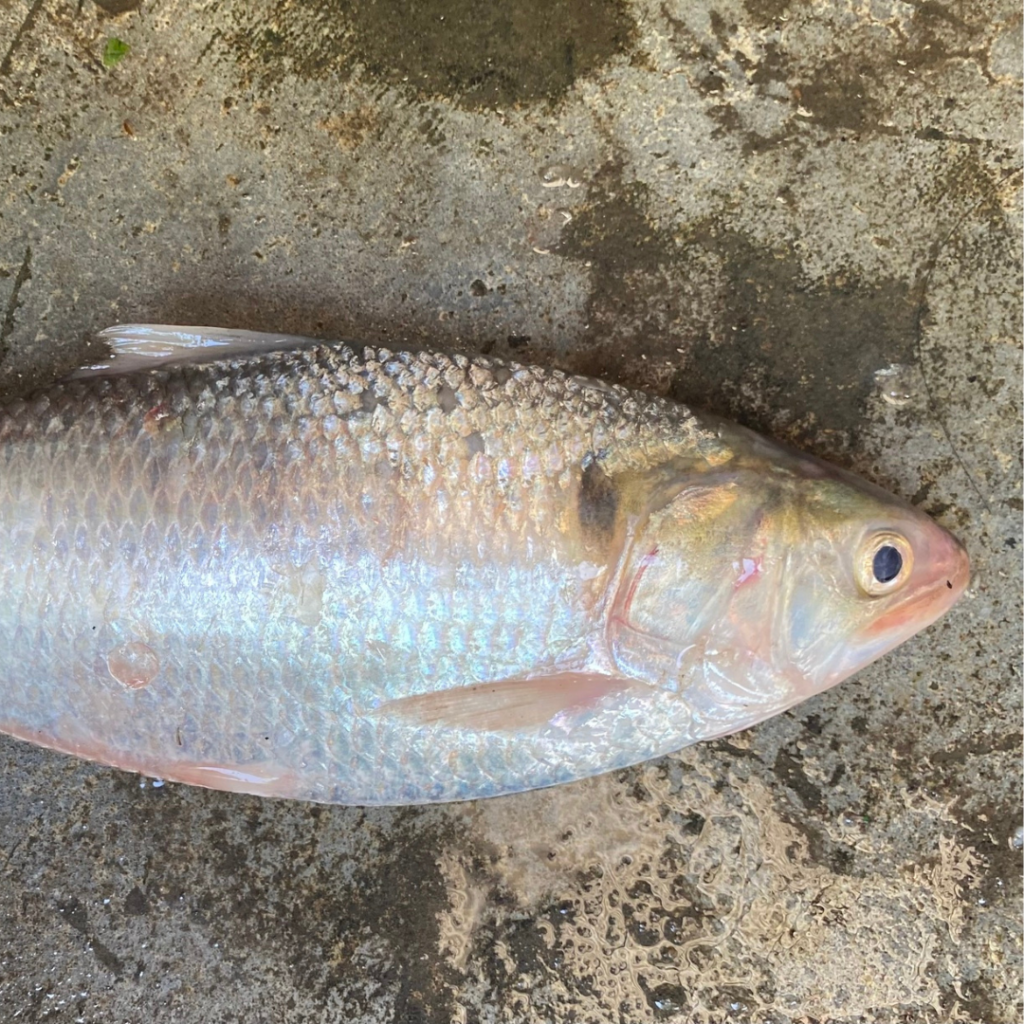 Hilsa