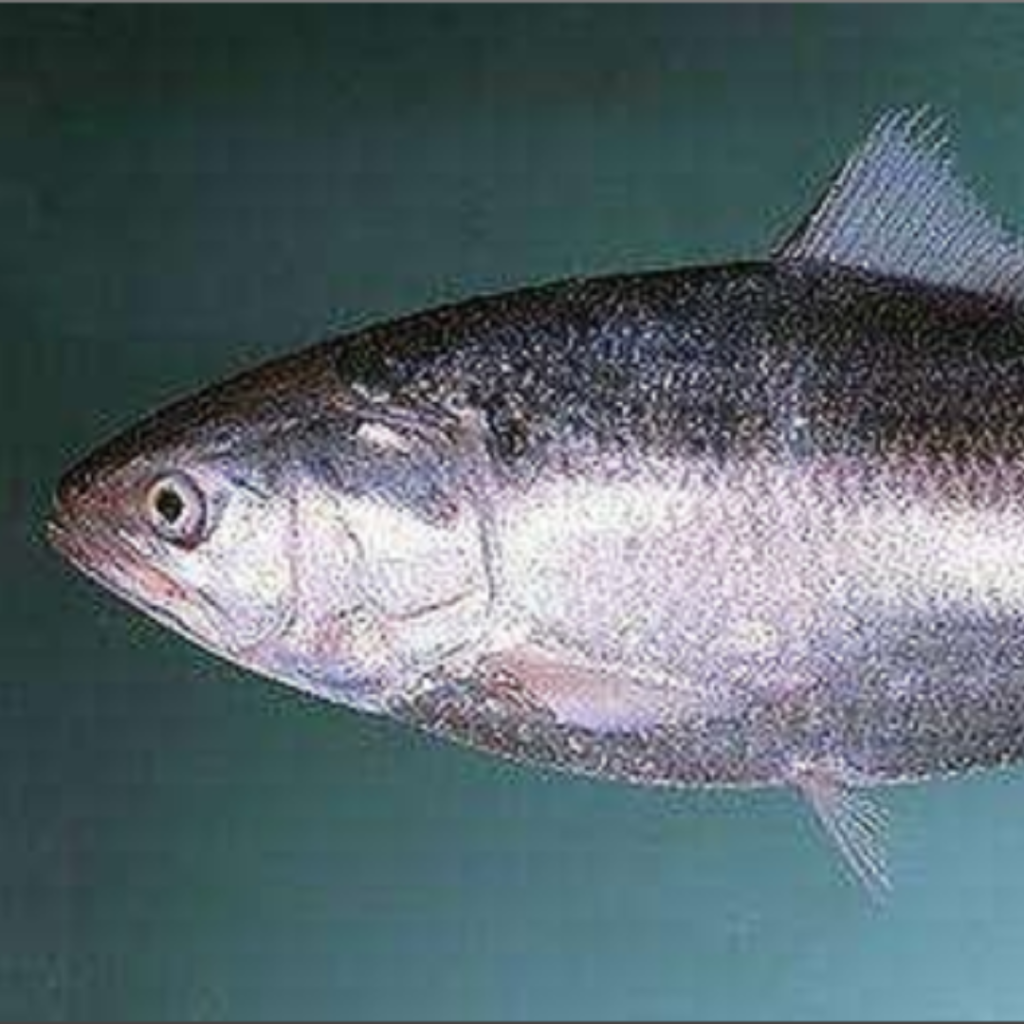 Hilsa