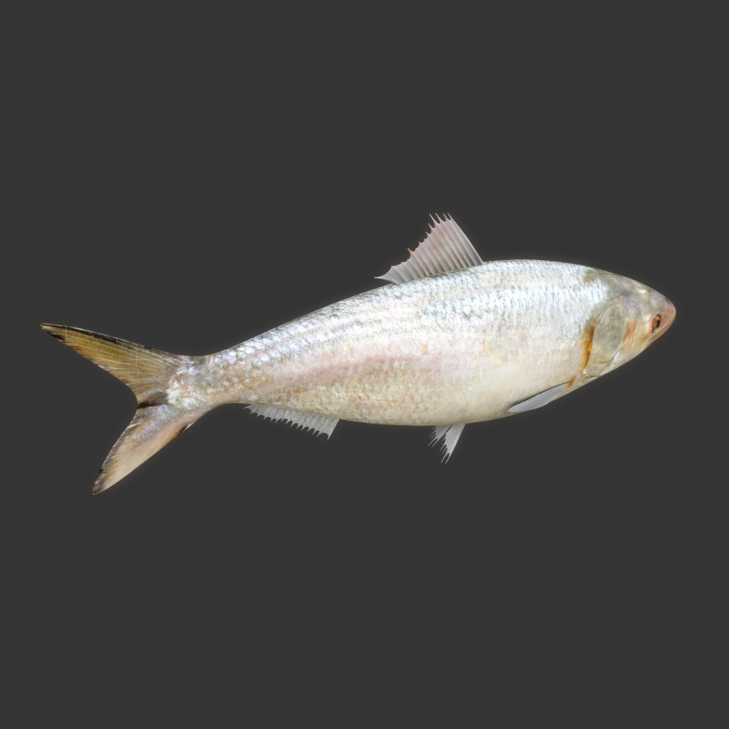 Hilsa