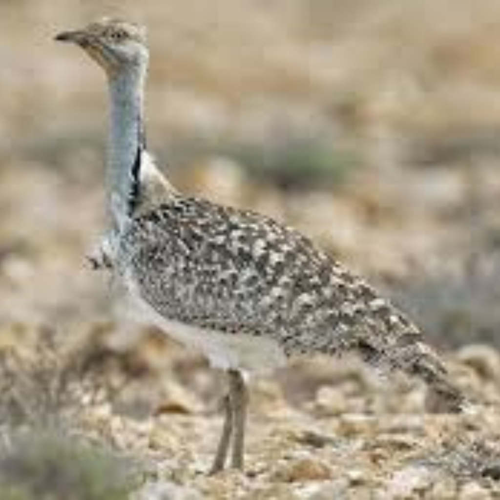 Houbara Bustard