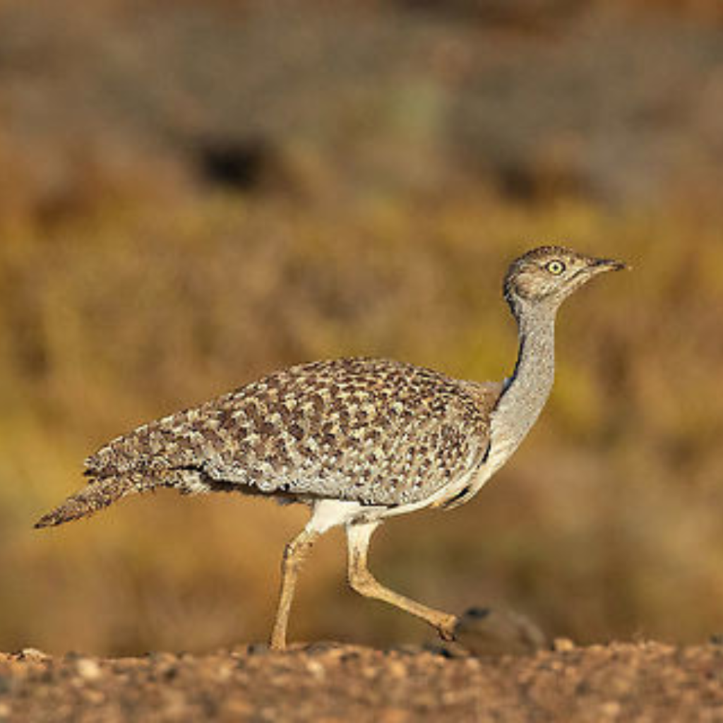 Houbara Bustard