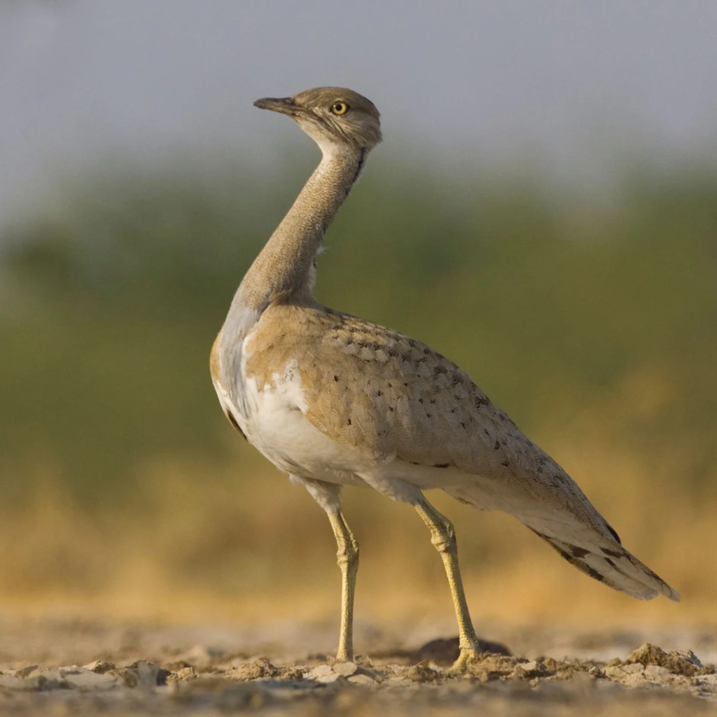 Houbara Bustard
