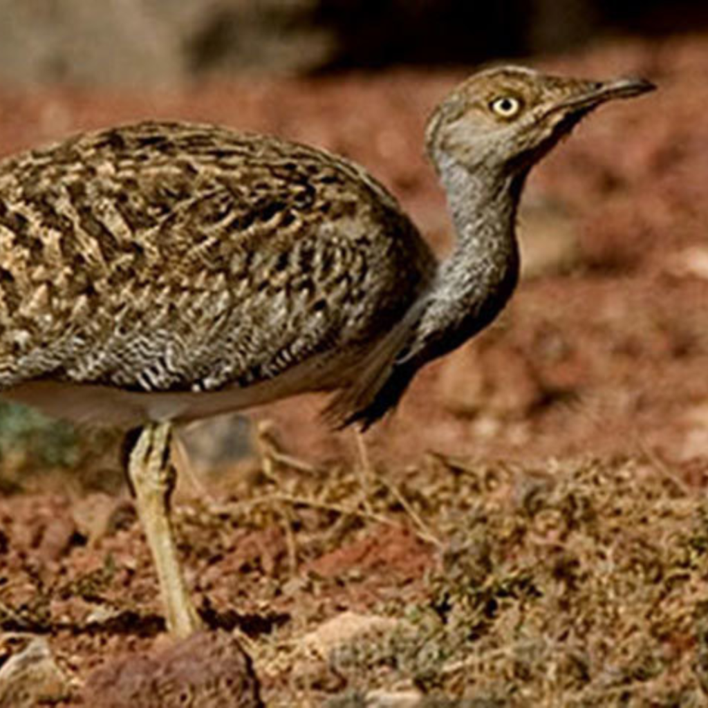 Houbara Bustard