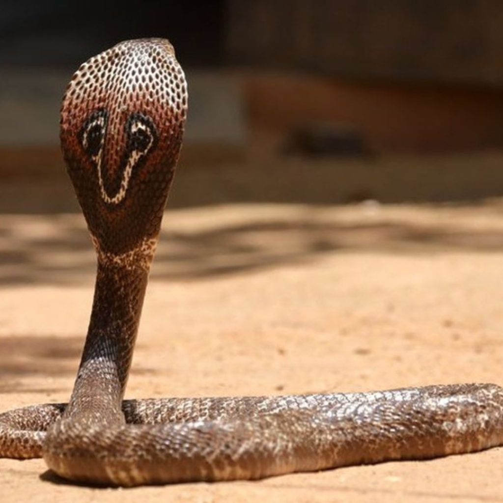 Indian Cobra