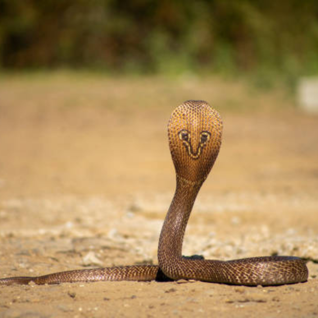 Indian Cobra