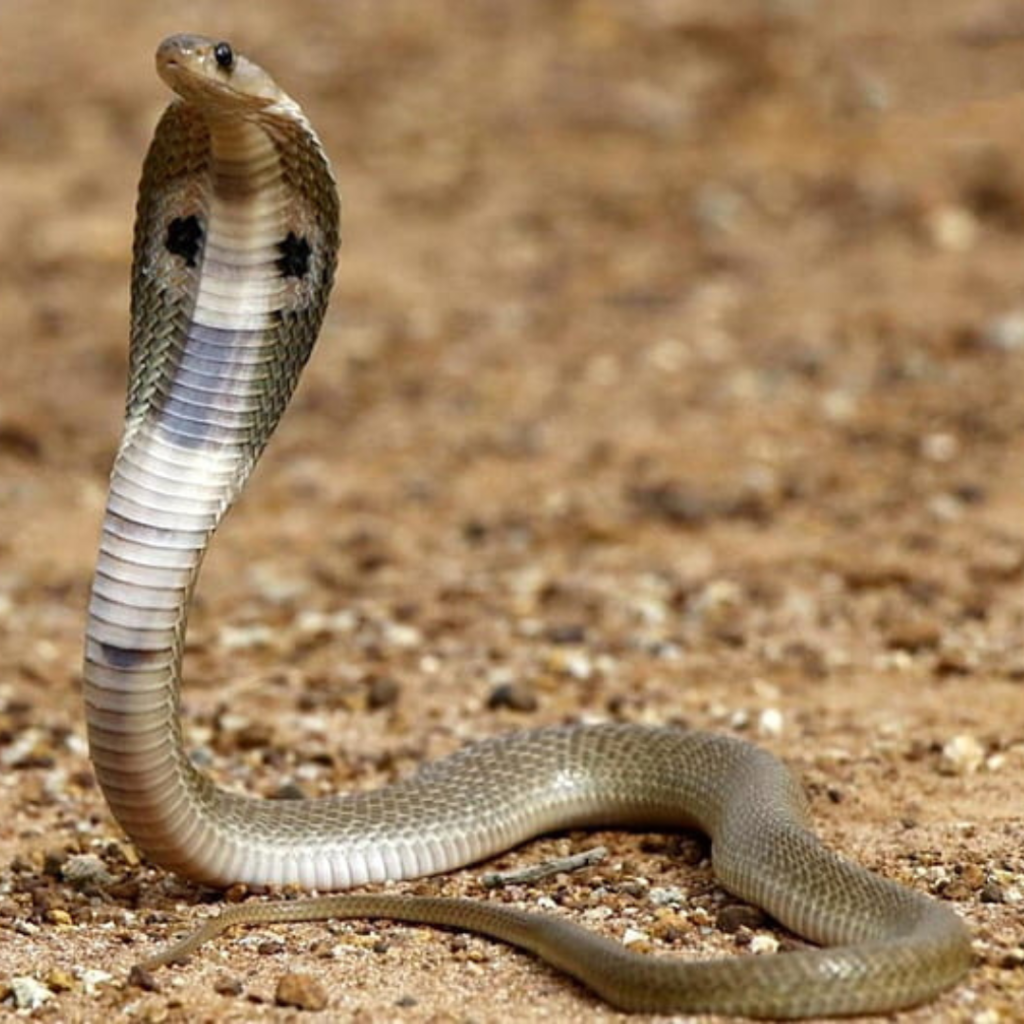 Indian Cobra