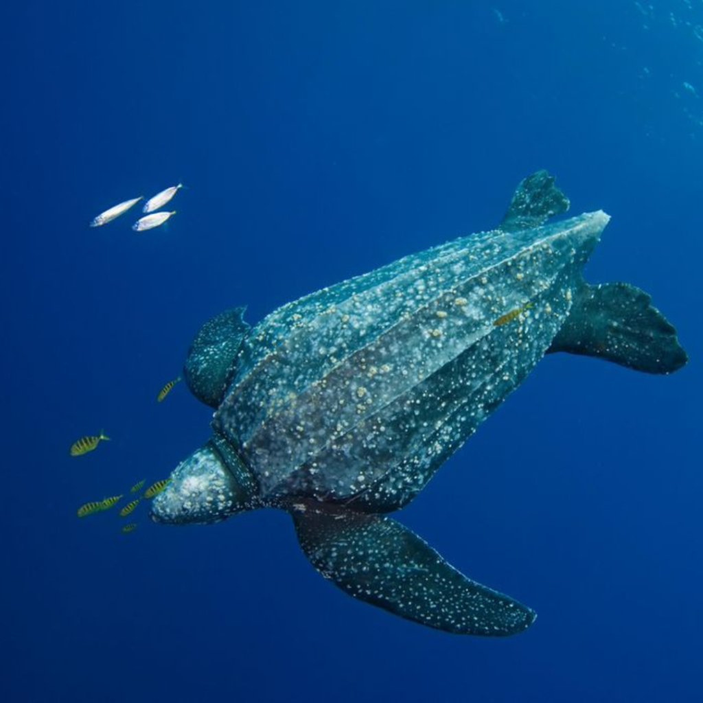 Leatherback Sea Turtle