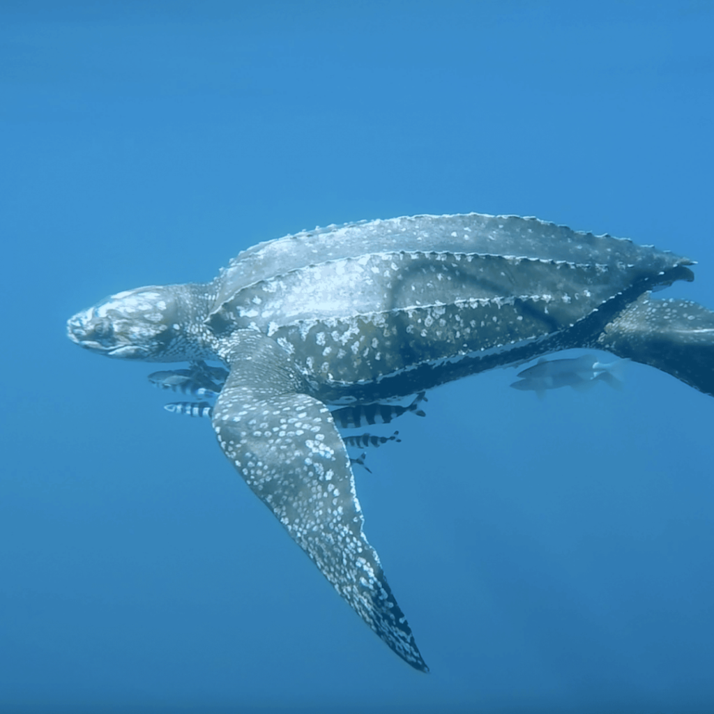 Leatherback Sea Turtle