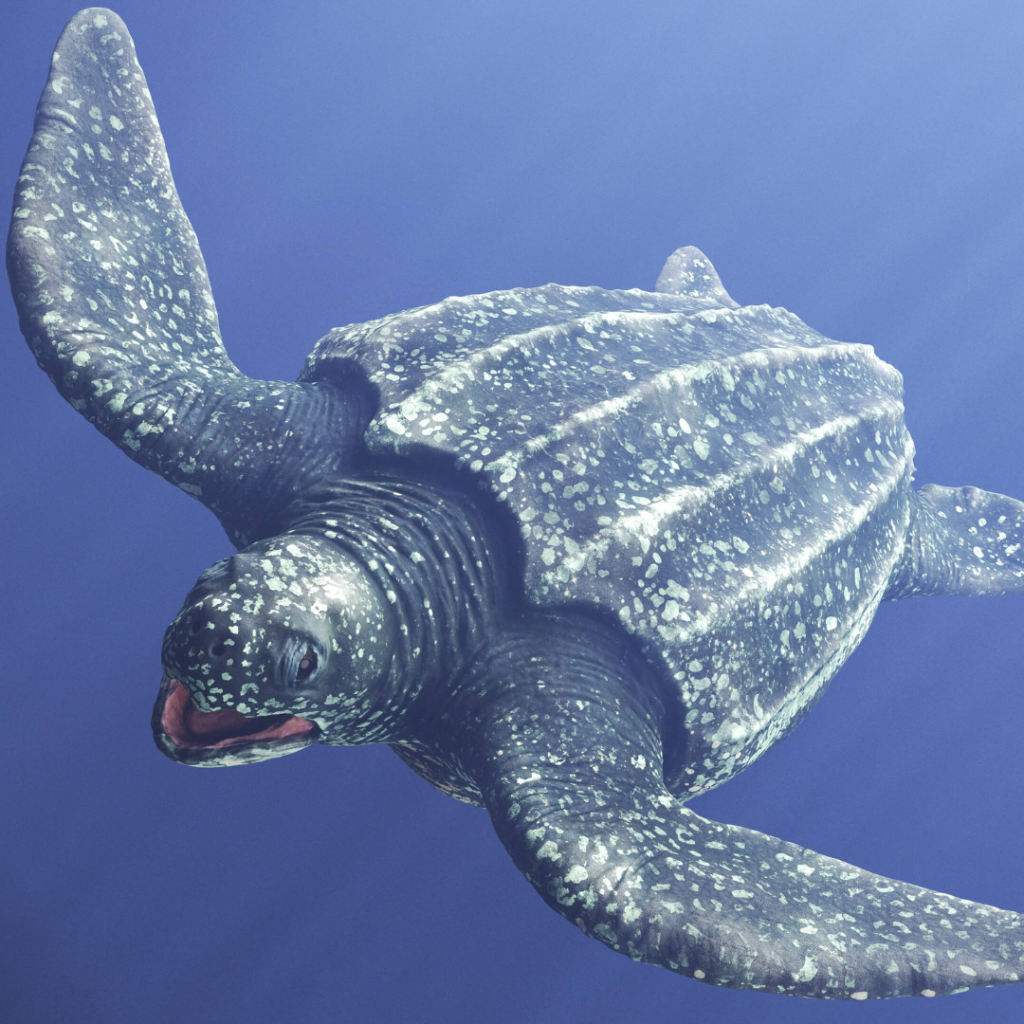 Leatherback Sea Turtle