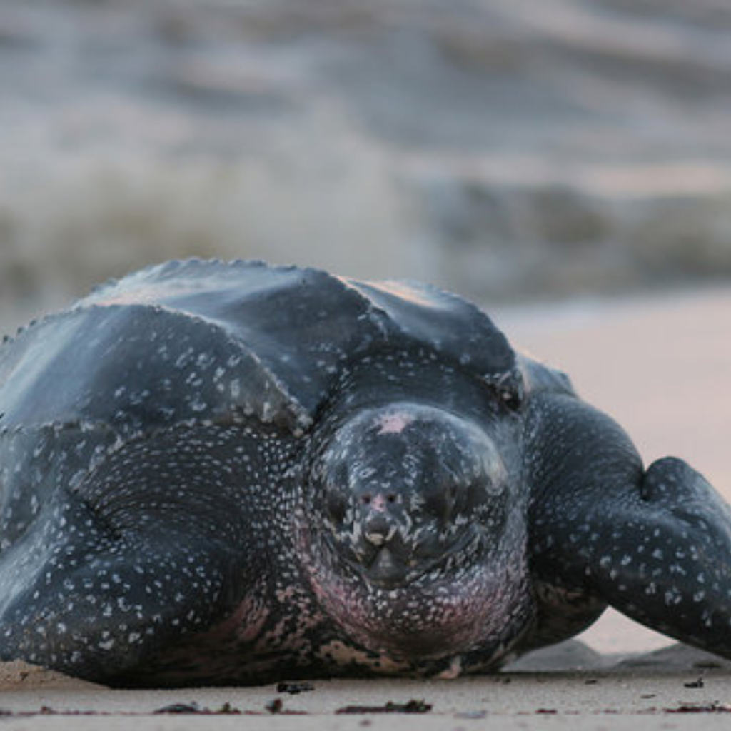 Leatherback Sea Turtle