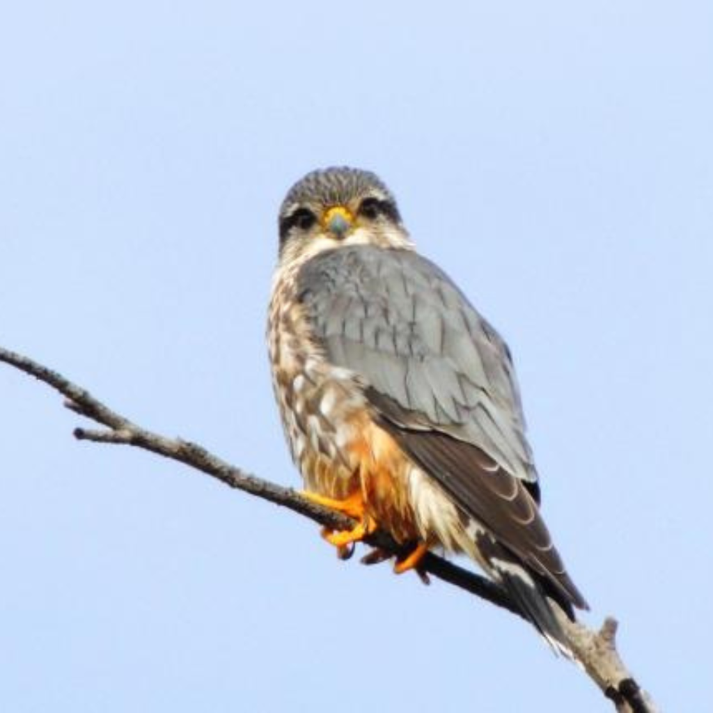 Merlin
