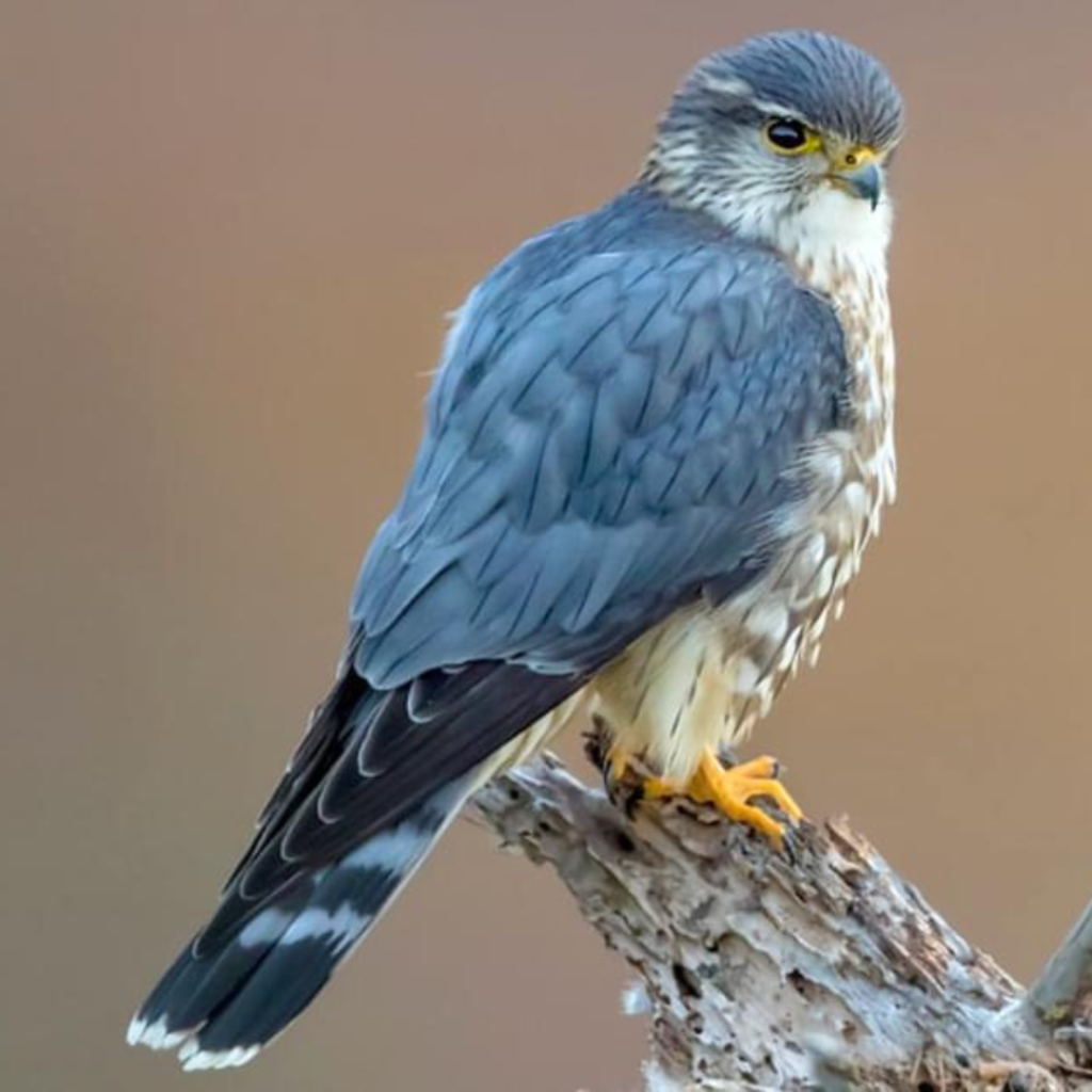 Merlin