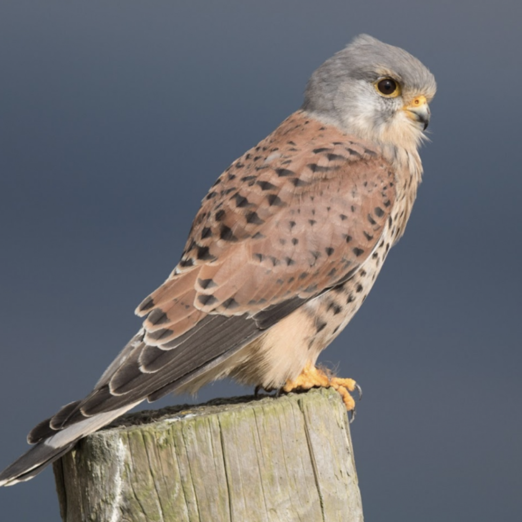Merlin
