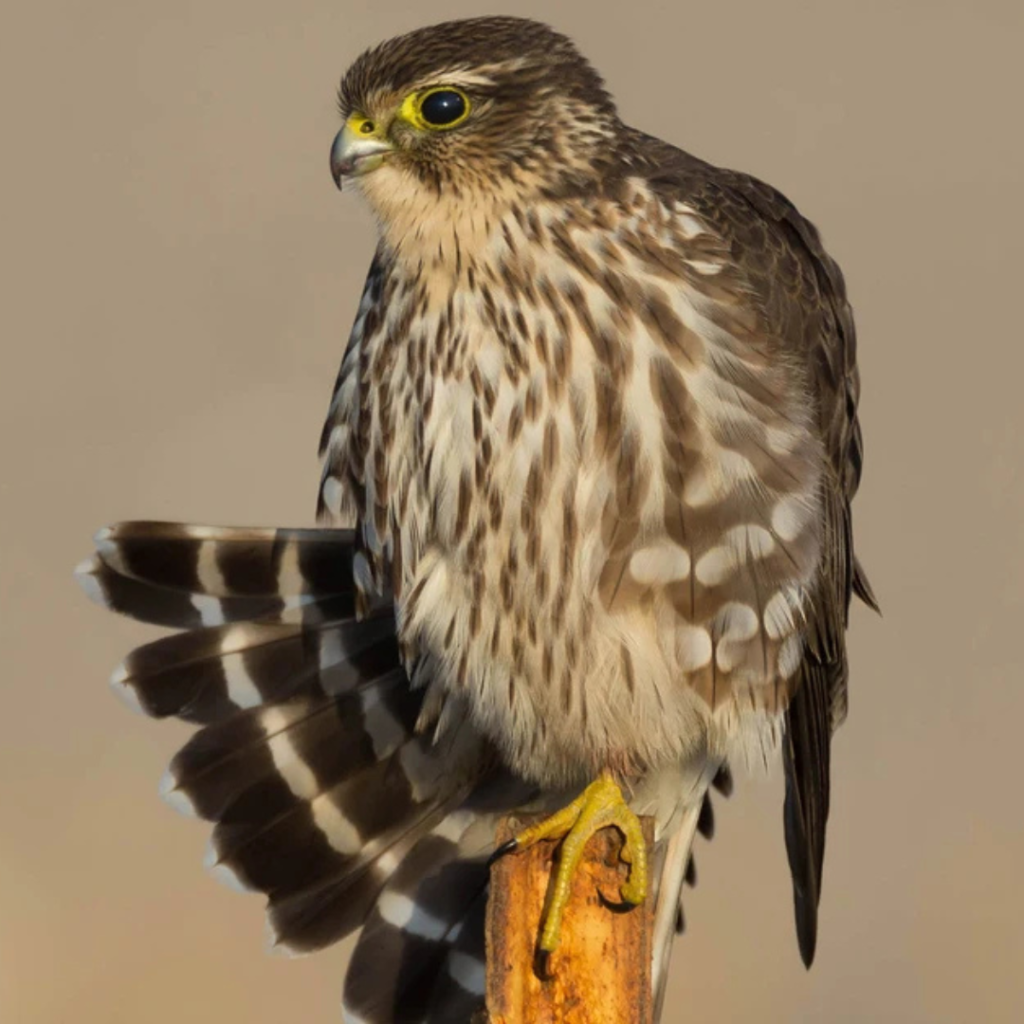 Merlin