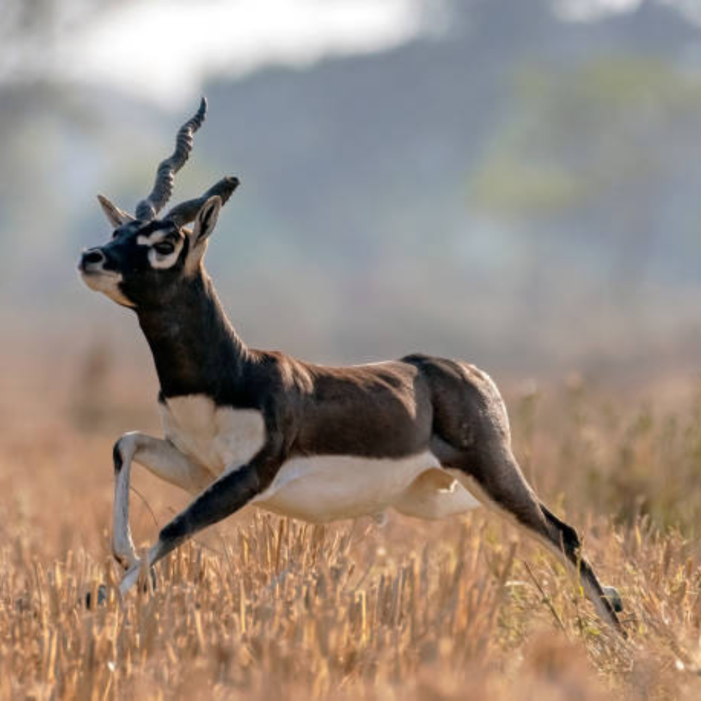 Blackbuck