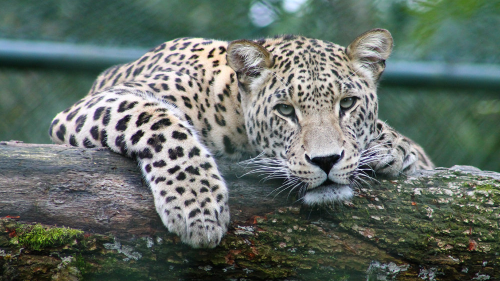 Persian Leopard