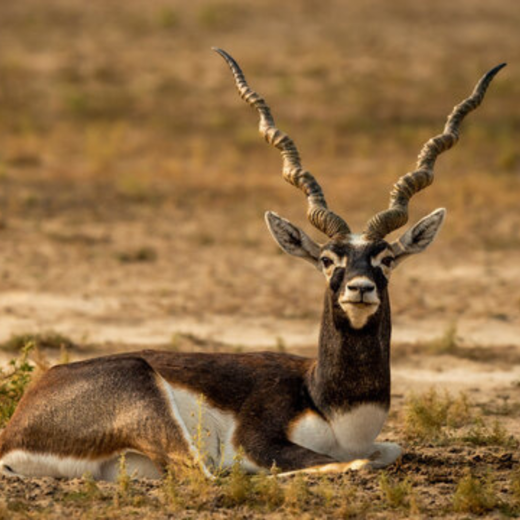Blackbuck