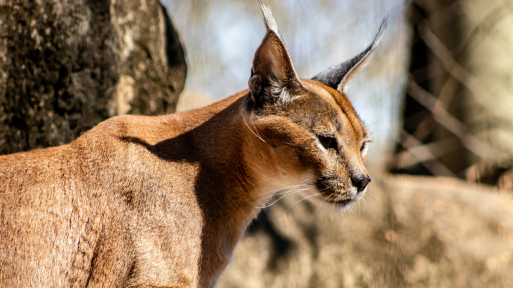 Caracal