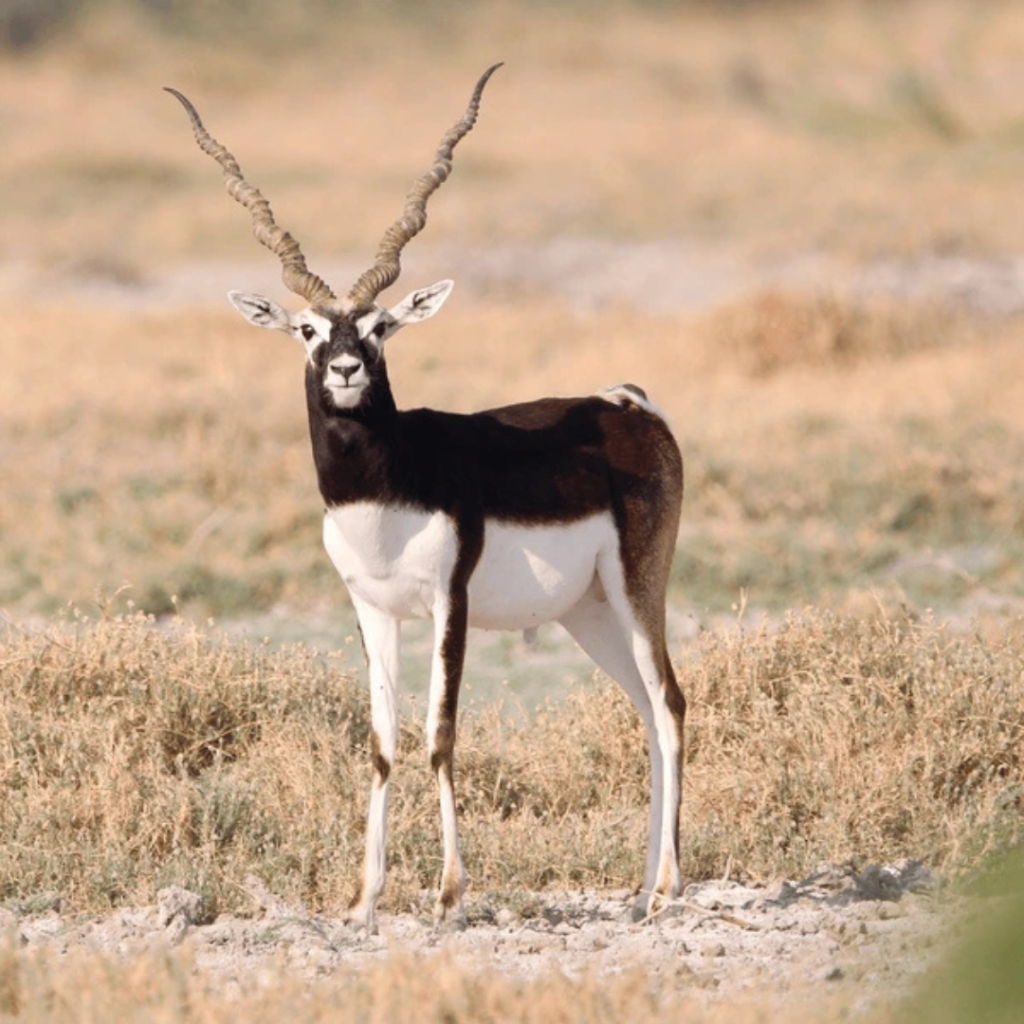 Blackbuck