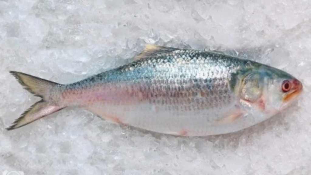 Hilsa
