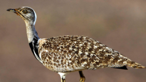 Houbara Bustard