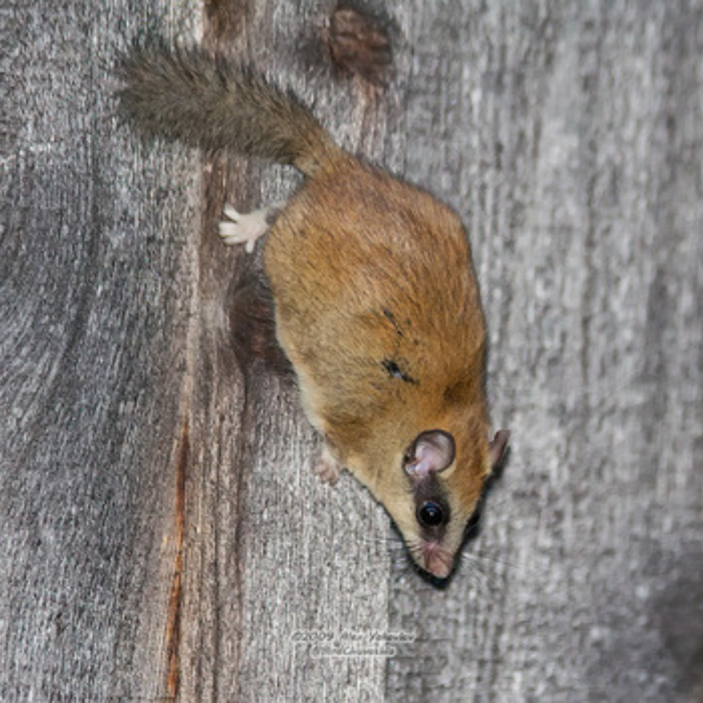Balochistan Forest Dormouse