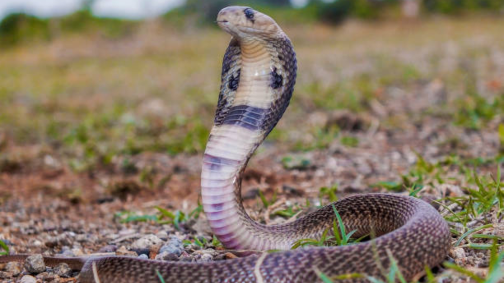 Indian Cobra